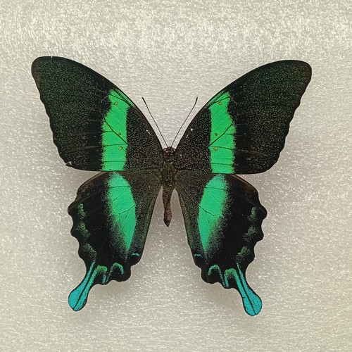 Green peacock butterfly - green,
