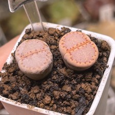 Exact Plant，2pcs rare