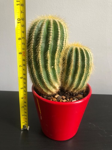 Double cactus house - double, house/office