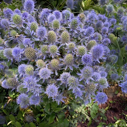 Eryngium grumpy sea holly - grumpy,