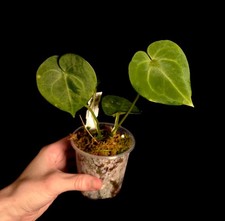 Anthurium clarinervium - Rare