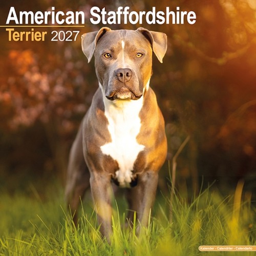 American staffordshire terrier - american,