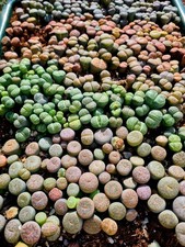 Lithops - Living Stones - Pick And Mix succulent plant