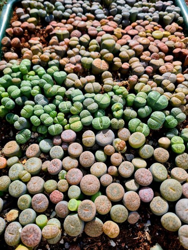 Lithops living stones - stones,