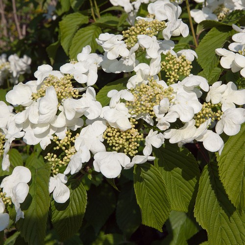 Viburnum kilimanjaro sunrise - viburnum,