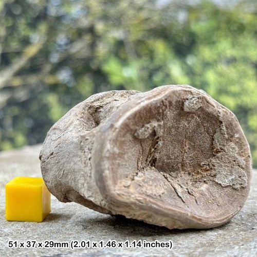 Kansas chalk fossil - kansas,