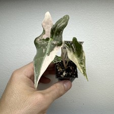 Alocasia Nobilis Pink