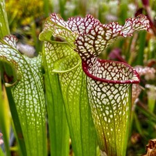 Carnivorous Sarracenia