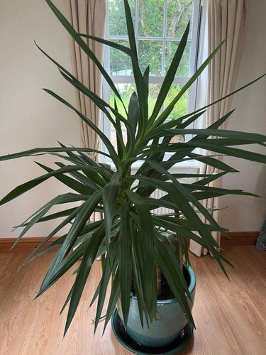 180cm yukka plant big tree - 180cm+,