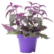 Gynura Purple Passion - Velvet Plant | Indoor Home Office Plant (10-20cm in Pot)