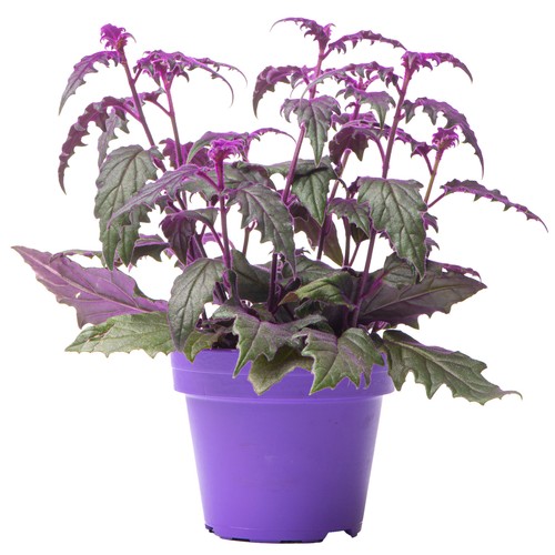 Gynura purple passion - gynura, velvet