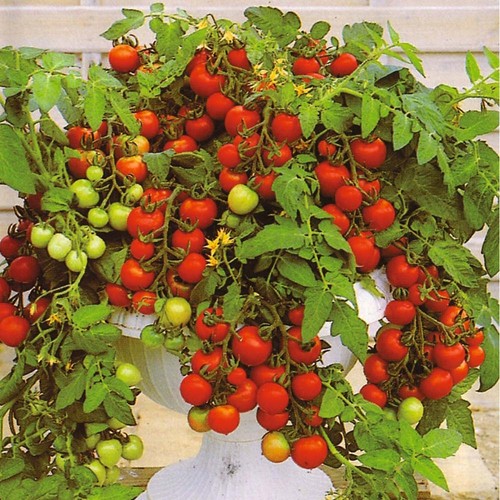 Tomato maskotka 20 - tomato, (trailing)