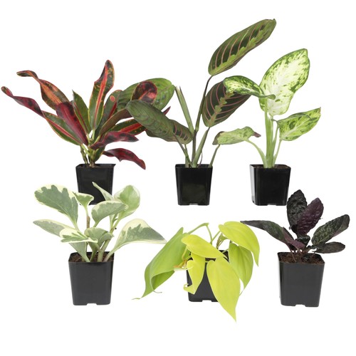 Easy grow houseplants - easy,