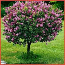 Dwarf Korean Lilac Tree Syringa Standard Tree in 9cm Pot Fragrance Garden Plant