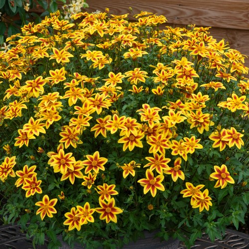 Bidens blazing star - blazing, trailing