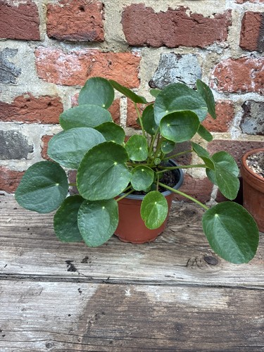 Pilea peperomioides chinese - pilea,