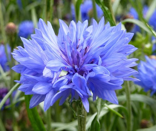 Cornflower blue british wild - blue,