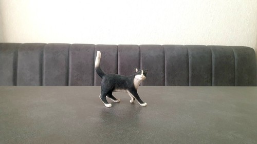 Black and white cat - black,