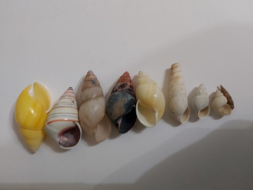 Land snail shells - snail,