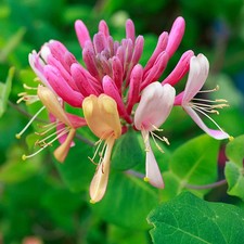 Lonicera Chic et Choc Dwarf