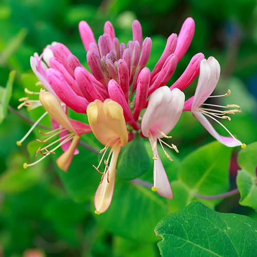 Lonicera chic choc dwarf - choc,