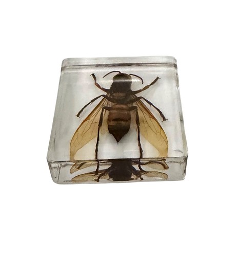 Paperweight ornament wasp - paperweight/ornament-,