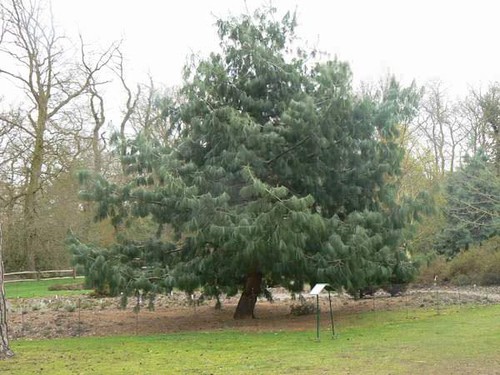Pinus wallichiana bhutan pine - pinus,