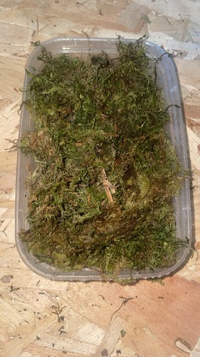 Organic sphagnum moss 1000ml - sphagnum,