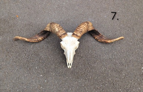 Ram skull bones animal - ram, bones,