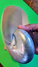 Large Pearlized Nautilus Shell