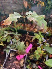 Hybrid burr x White oak