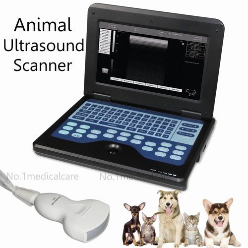 Animal vet digital veterinary - animal,