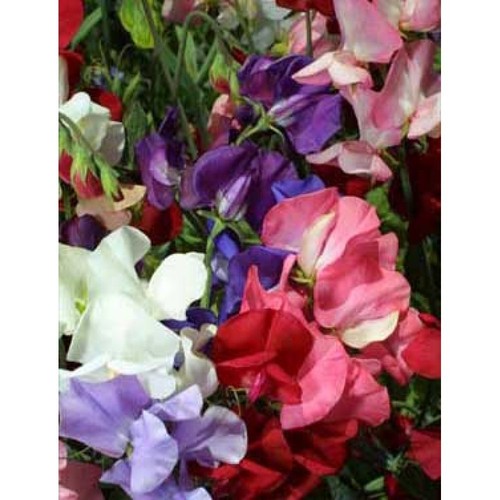 Sweet pea dwarf bijou mix - bijou, 80