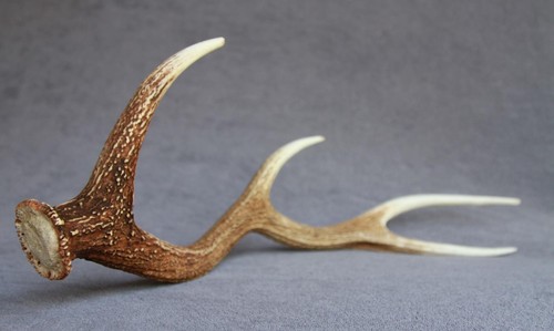 Sika deer antler naturally - deer,