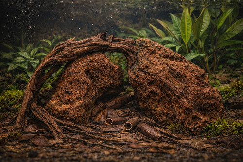 Mangrove root terrarium - root,