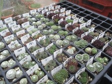 Sempervivum Jovibarba 5 named