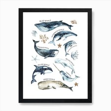 Whale Types Art Print Framed