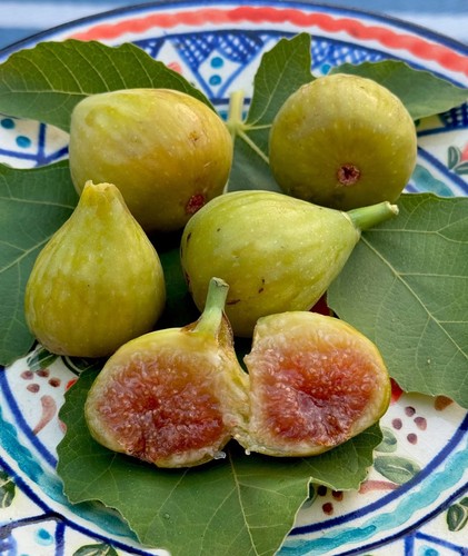 Fico monaco rare fig tree - fico,