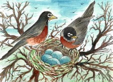 Robins And Their Blue Eggs