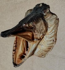 Taxidermy Pike Head 7 inches