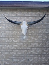 Cow Skull With Polish Horns 3F