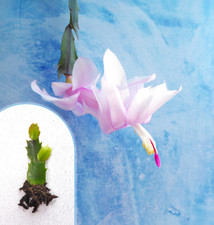 Christmas Cactus Plant