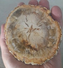 Fossilised Wood Slice 290g