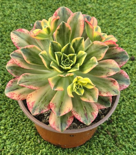Aeonium sweet tea large - tea',