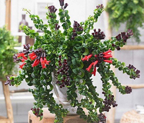 Aeschynanthus bluster lipstick - bluster,