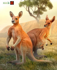 Red Kangaroo Male or Female