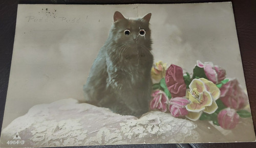 Cats black glass eyes cat - ,