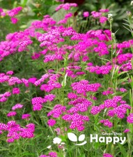 YARROW MILFOIL CERISE QUEEN - 2100 seeds - Achillea Millefolium - Perennial