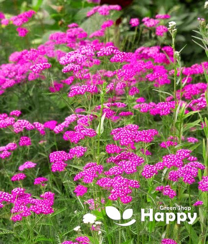 Yarrow milfoil cerise - yarrow, queen