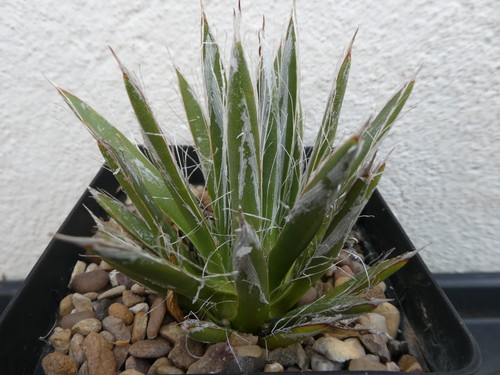 Agave polianthiflora shown in - agave, polianthiflora,